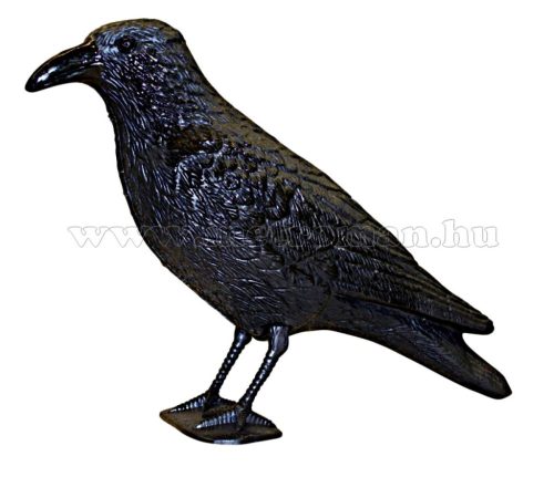 Galamb, Madár riasztó holló M0470