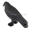Galamb, Madár riasztó holló M0470